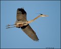 _2SB3643 great-blue heron in flight